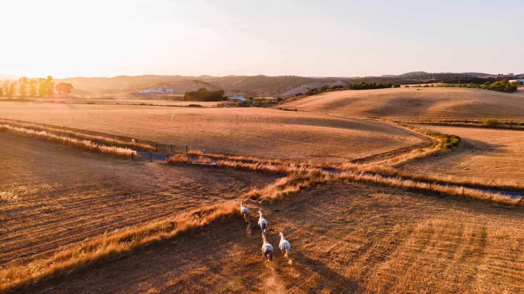 A couple of birds are standing in the middle of an empty field
