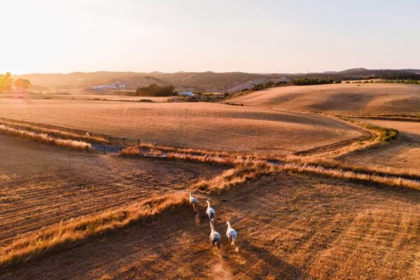 A couple of birds are standing in the middle of an empty field